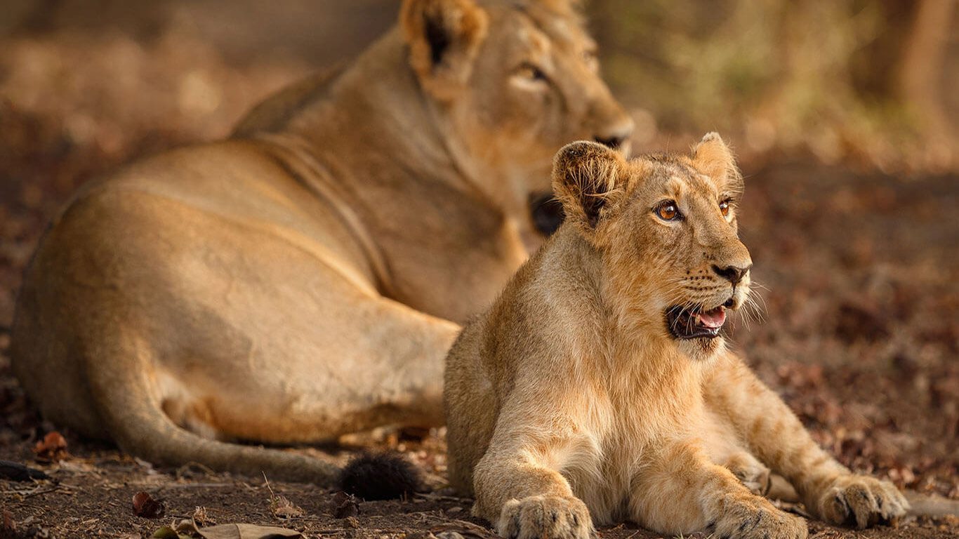 Gujarat Tourist Package